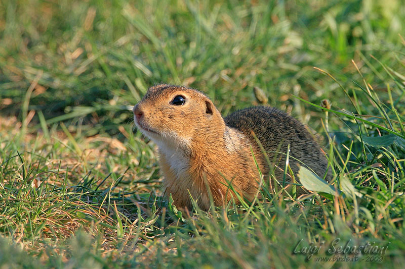 Citello - Spermophilus citellus